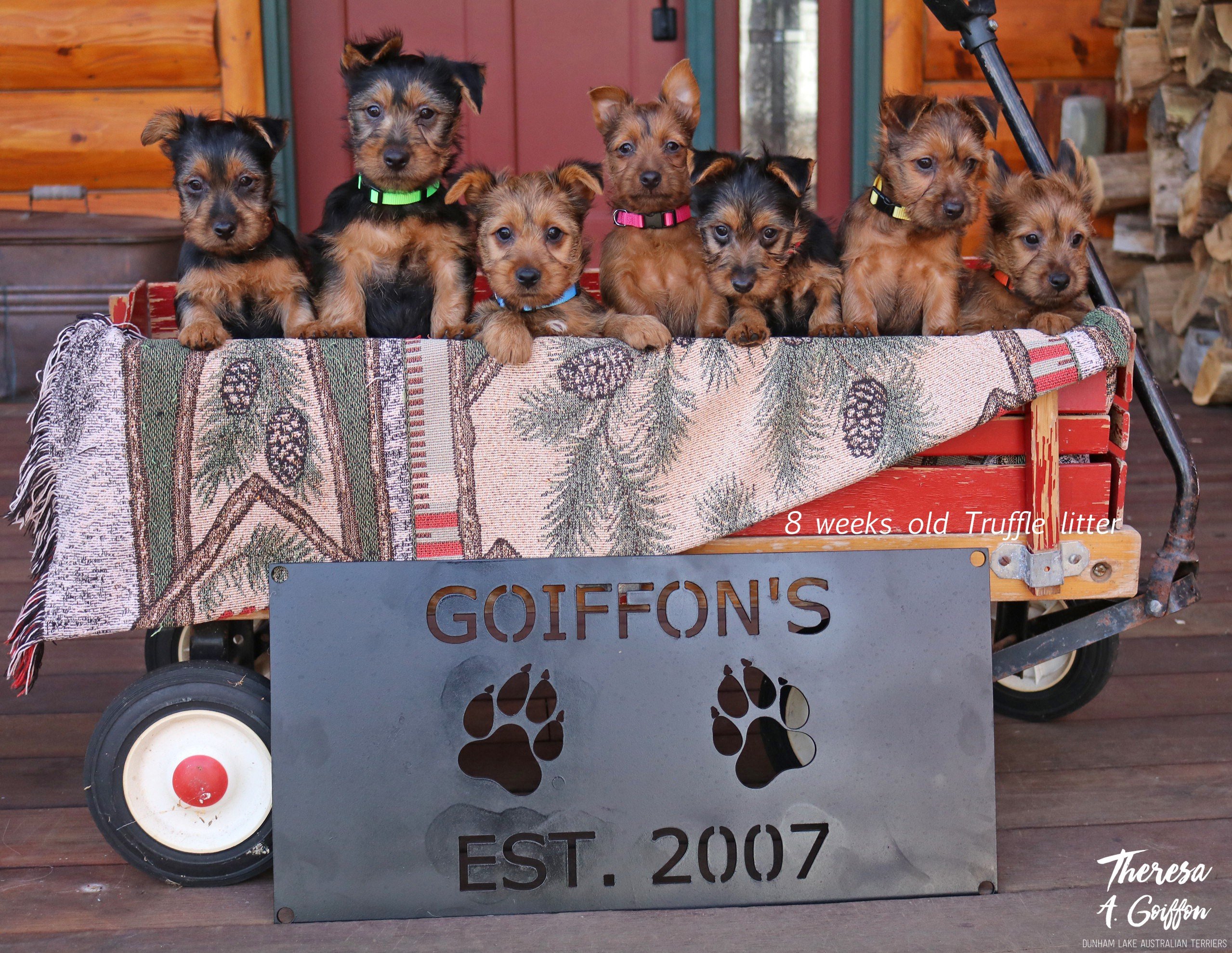 Australian Terrier Puppies