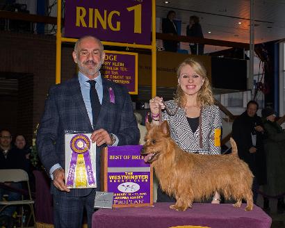 Dunham Lake Australian Terriers winning Breed at Westminster and more...