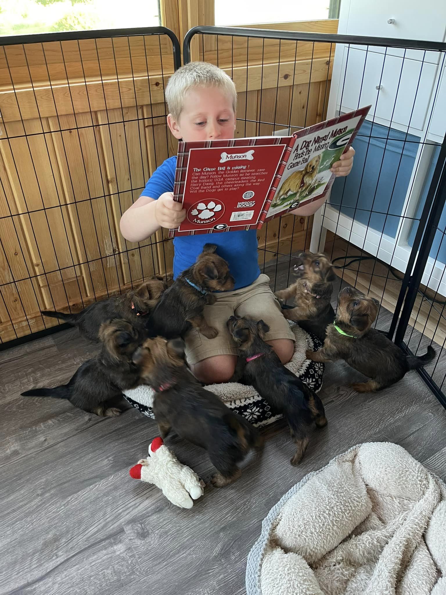 Australian Terriers and Kids